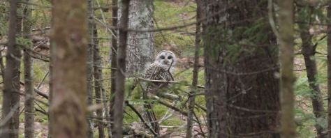 Acadia National Park Directed by Rudy Wilms 2019