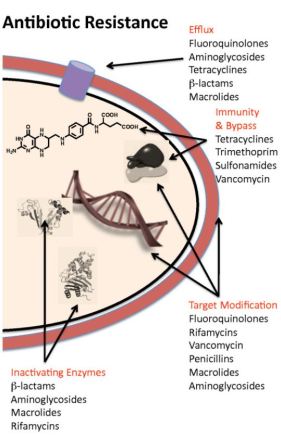 Antiobiotic Resistance Illustration