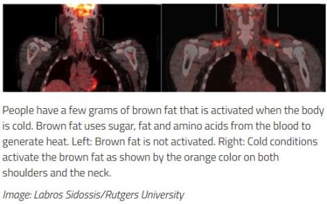 Rutgers Brown Fat Study