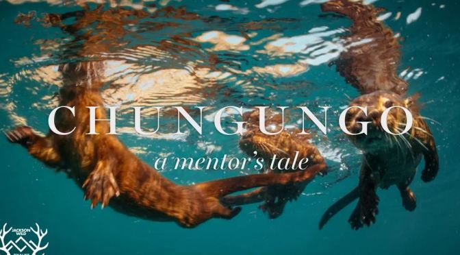 Top New Wildlife Films: “Chungungo – A Mentor’s Tale” Directed By Ben Goertzen (2019)