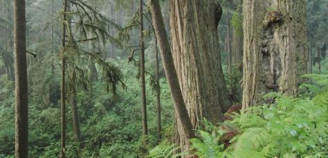 Redwoods Nature Film by Rudy Wilms (2019)