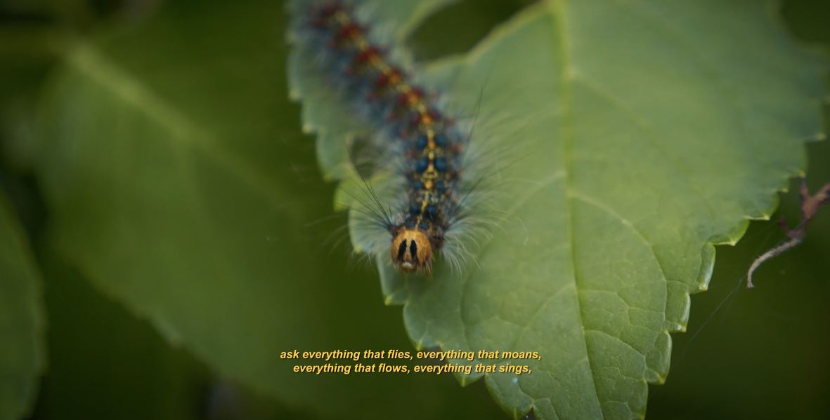 Where The Sun Is Born - Japan Cinematic Poem Short Film by L'oeil d'Eos 2019