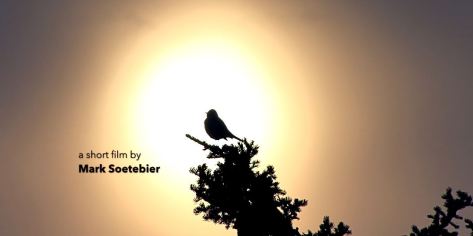 Wilderness Close To Home Short Film by Mark Soetebier 2019