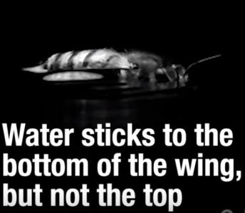 Bees Surf Atop Water to escape Caltech