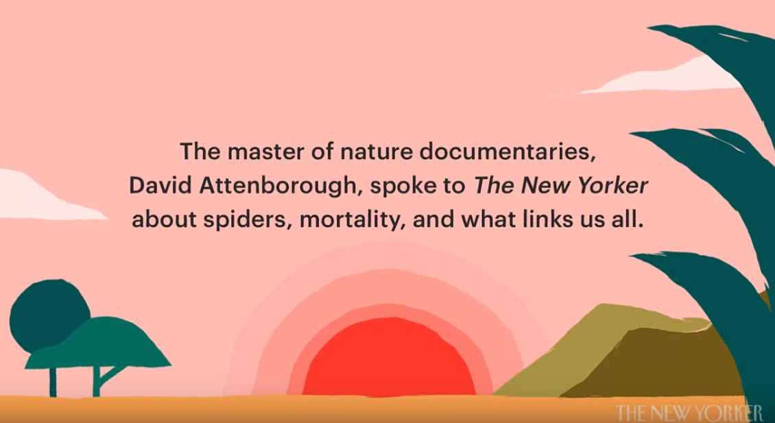 David Attenborough On Spiders, Mortality, And Nature's Resilience (New Yorker)