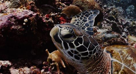 Postcard From West Papua Travel Video by Kevin Sempe 2019