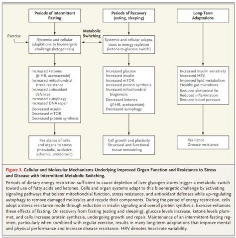 Effects of Intermittent Fasting on Health, Aging, and Disease New England Journal of Medicine December 26 2019