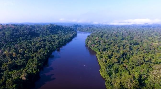 New Research Videos: “In Search Of The Amazon’s Tallest Tree” (Cambridge)