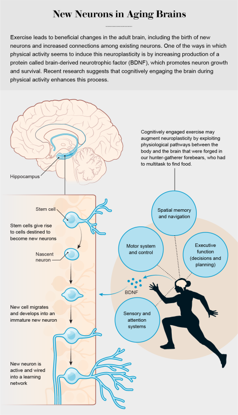 New Neurons in Aging Brains Why Your Brain Needs Exercise Scientific American December 18 2019