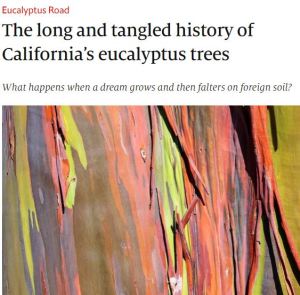The Long and Tangled History of California's Eucalyptus Trees The Economist December 2019