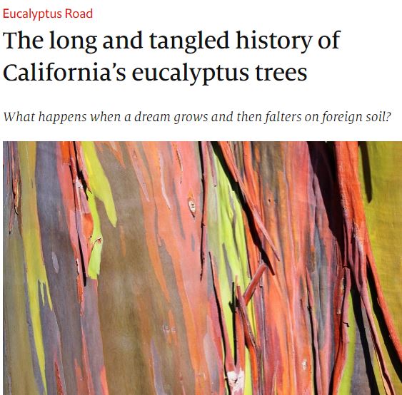 The Long and Tangled History of California's Eucalyptus Trees The Economist December 2019
