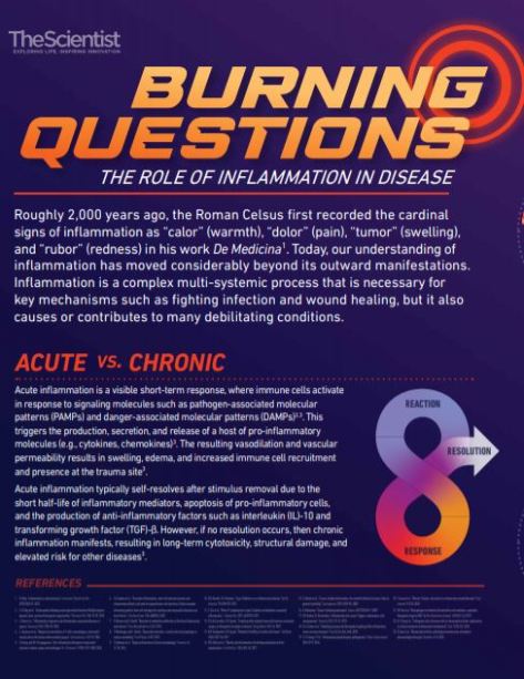 The Role of Inflammation In Disease Acute v Chronic TheScientist 1