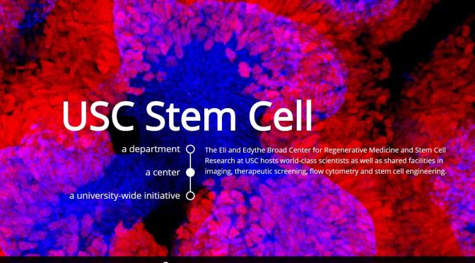 Research: USC Creates Organoids From Stem Cells To Treat Polycistic Kidney Disease (Video)