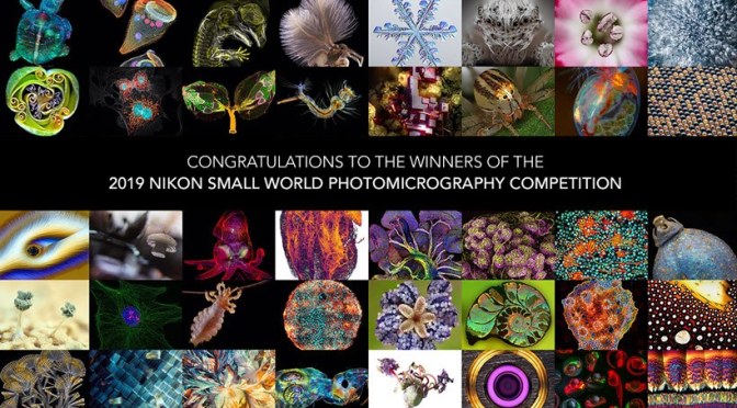 Photography: “2019 Nikon Small World Competition – Photomicrography”