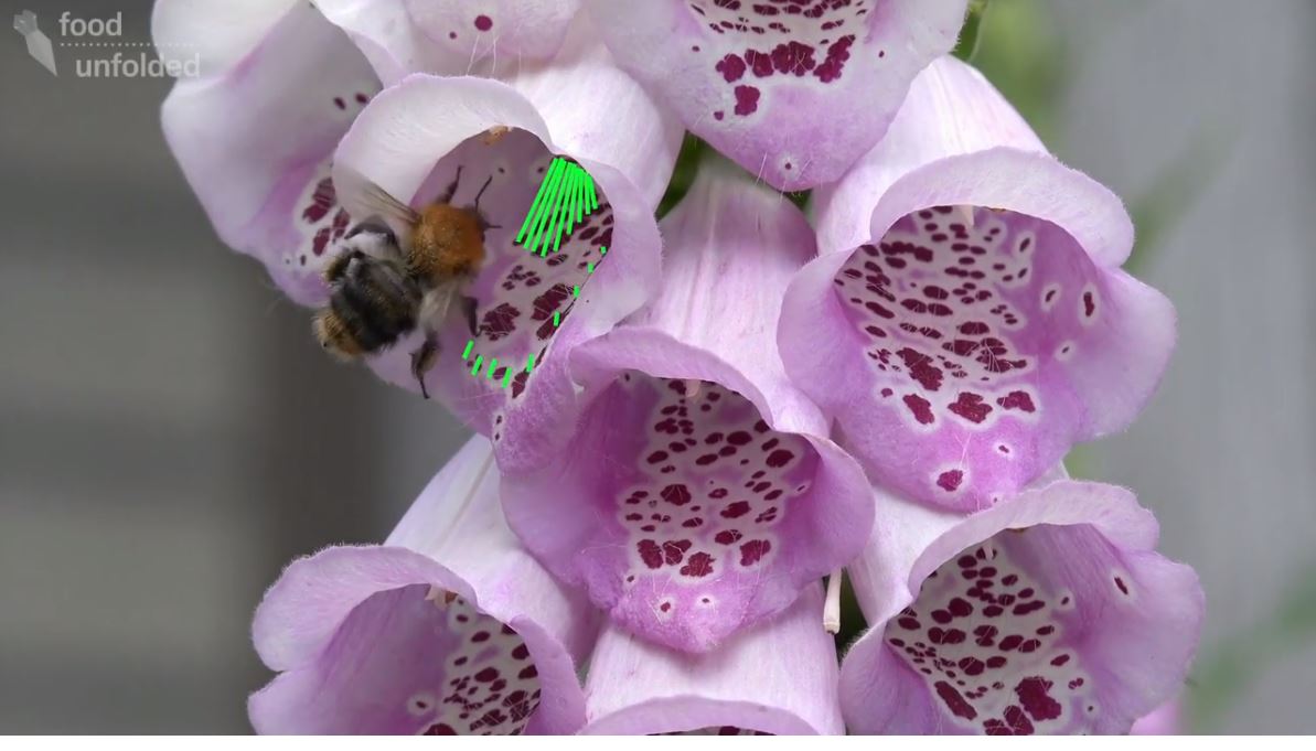 Nature & Science: Making Flowers Of Food Plants More Attractive To ...