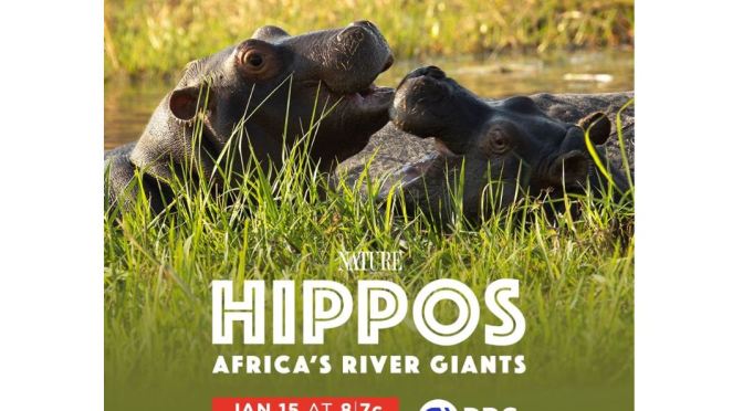 Travel & Nature: “Hippos – Africa’s River Giants” (PBS Inside Nature Video)