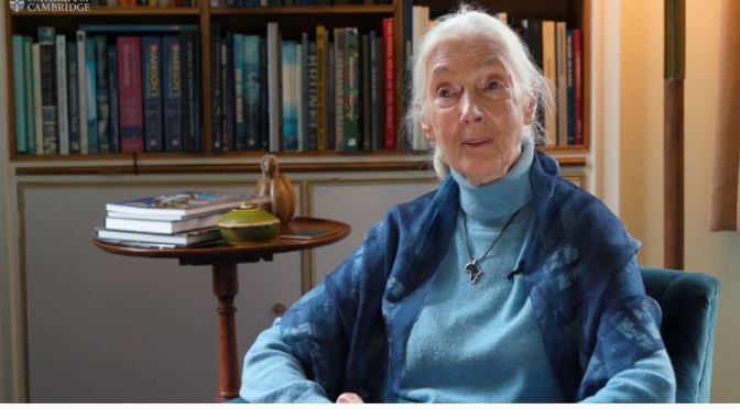 Profiles: 85-Year Old Primatologist Jane Goodall On A Better Future (Cambridge)