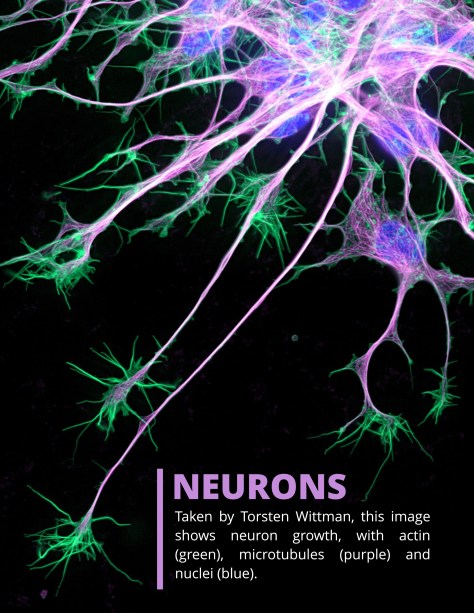 Nikon Small World Competition 2019 page-2