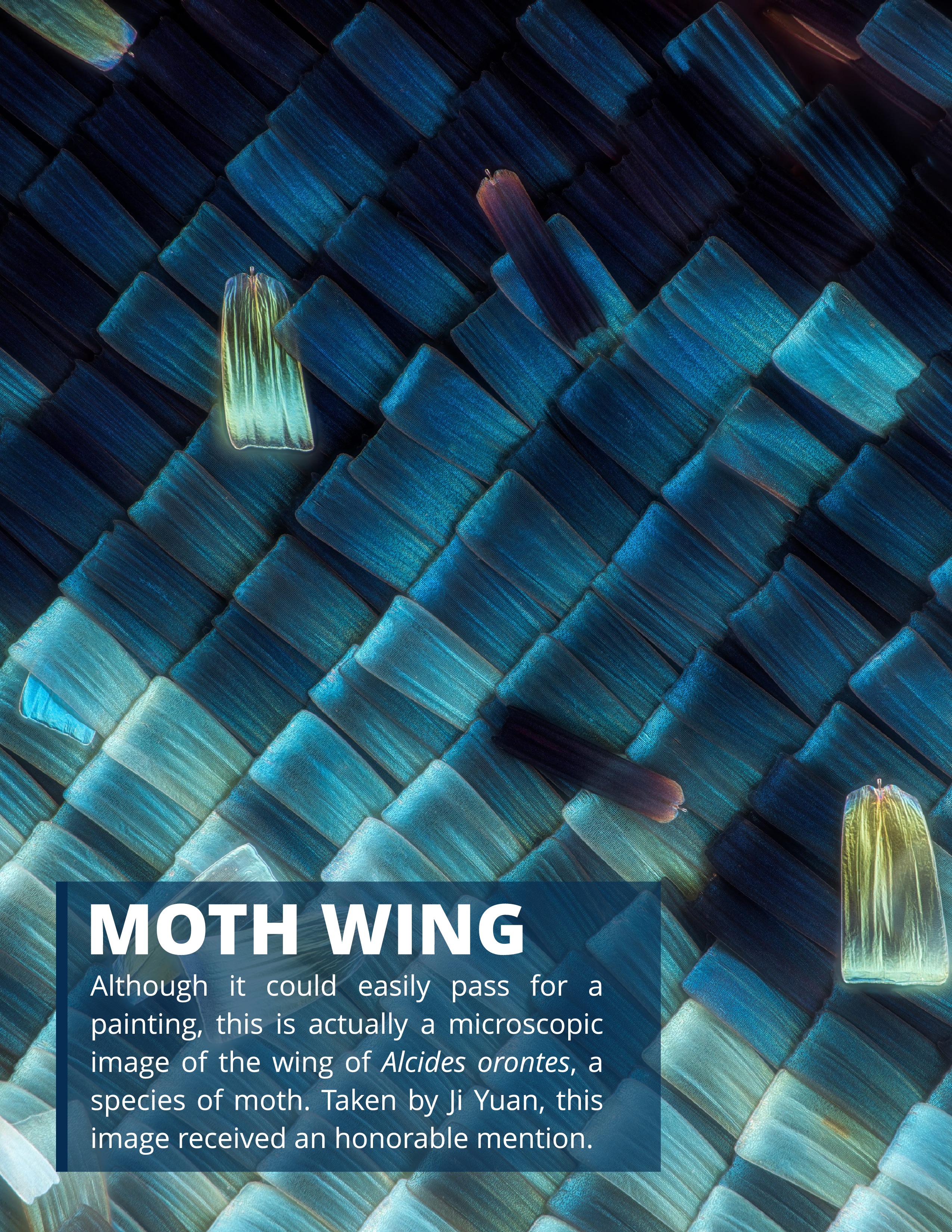 Nikon Small World Competition 2019 page-4