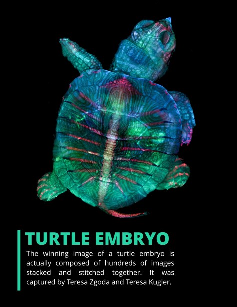 Nikon Small World Competition 2019 page-8