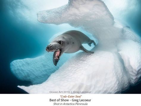 Ocean Art 2019 Best Of Show Winner Crab-Eater Seal by Greg Lecoeur Antartica Peninsula