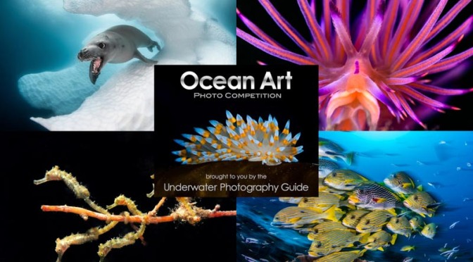 Photography: “2019 Ocean Art Photo Competition” Winners Announced