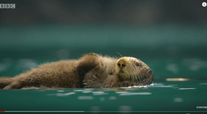 Wildlife Video: “Otters Band Together To Survive Collapsing Glacier Ice”