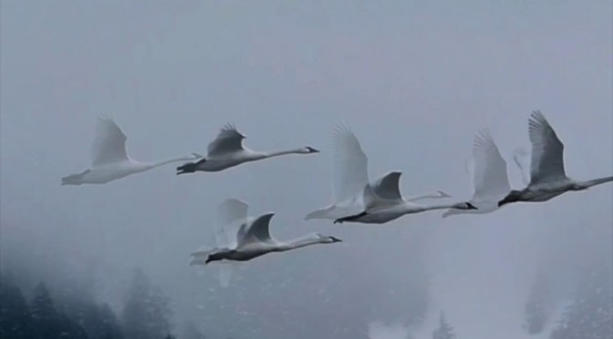 Poetic Tribute: “The Swan” By Mary Oliver (1935 -2019)
