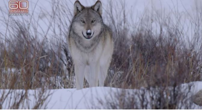Wildlife:”The Wolves Of Yellowstone” (60 Minutes)