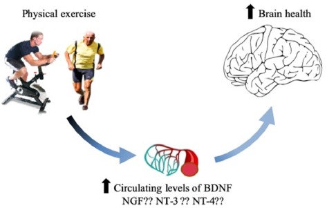Updated overview on interplay between physical exercise, neurotrophins, and cognitive function in humans Journal Of Sport and Health Science Jan 2020