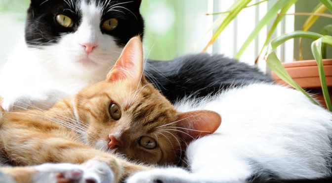 Best Pets: “Domestic Cats – Our Wild Companions”