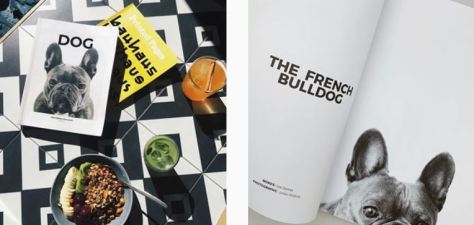 Dog Magazine Instagram photos