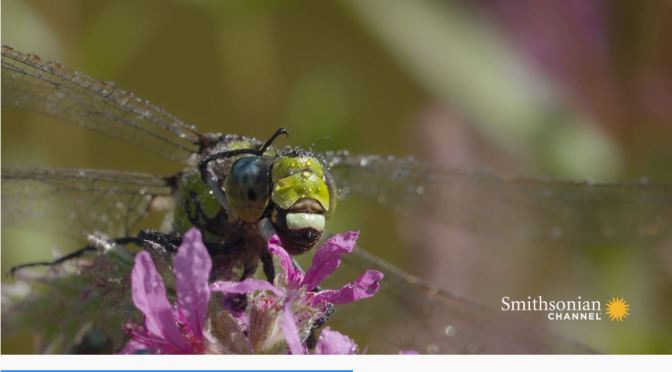 Wildlife: “Dragonflies” Are The Insect World’s Most Advanced Predator