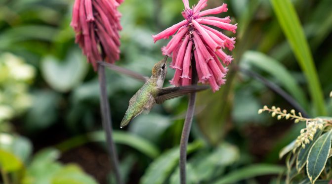 Springtime At The Getty: “Birds Are Singing, The Azaleas Are Glowing”