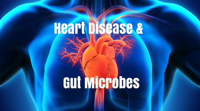 Heart Health Video: “Beta Blockers” Lower CVD Risks Of Harmful Gut Microbes