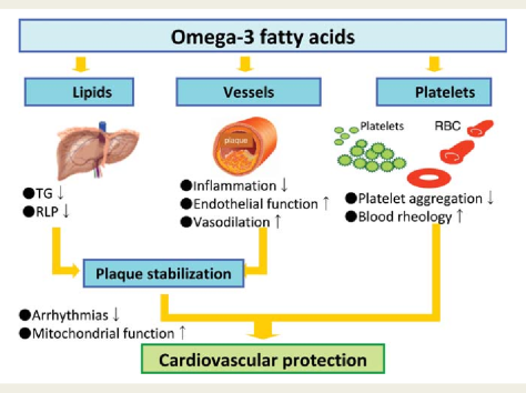 Omega-3 Fatty Acids Cardiovascular Protection