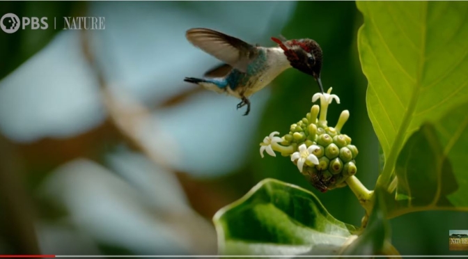 New Nature Videos: The “Bee Hummingbird” – The Tiniest Bird On Earth (PBS)