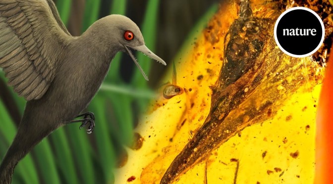 A New Species Of “Bird-Like Dinosaur” Discovered, Preserved In Amber (Video)