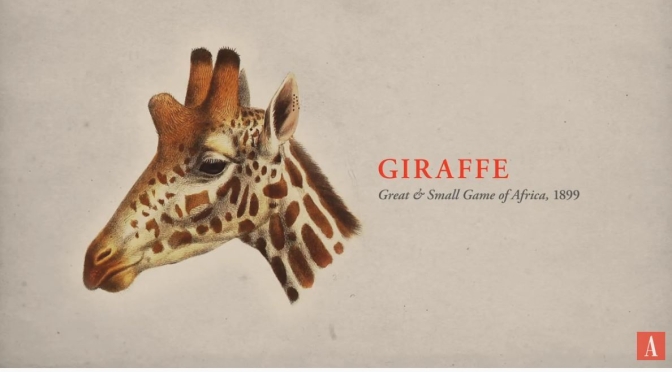 New Wildlife Videos: “The World Without Giraffes” – Can We Save Them?