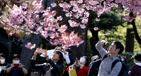 USA Today Cherry Blossoms in Japan March 2020