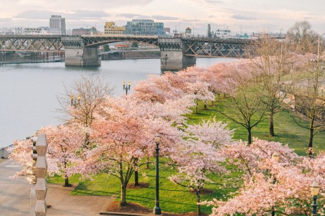 Waterfront Park Portland Oregon Cherry Blossoms