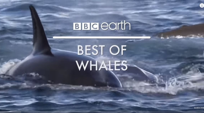 Top Wildlife Videos: “Best Of Whales” (BBC Earth)