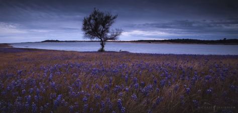 The Golden State Timelapse Video by Michael Shainblum April 30 2020