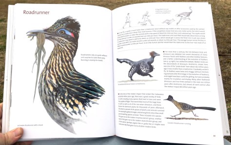 What It's Like To Be A Bird David Allen Sibley April 15 2020