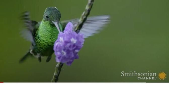 Wildlife: “Hummingbirds Don’t Like Flying In Rainy Conditions” (Smithsonian)