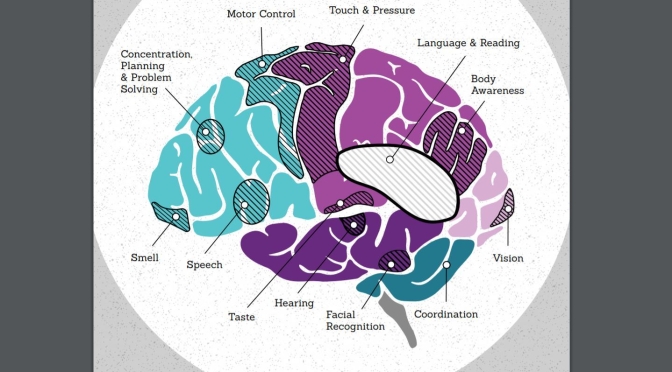 Top Science Infographics: “Neurogenomics”, Brain Function & Development
