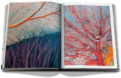 The Coral Triangle by Chris Leidy Assouline May 25 2020