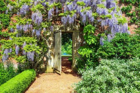 Wisteria Bodnantense framing the doorway out of the walled garden towards the lake - Bodwood House England - Tatler - June 10 2020