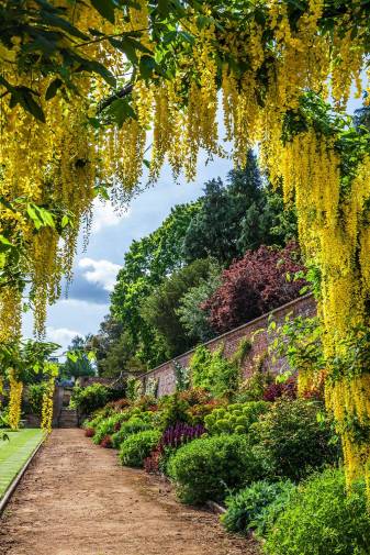The Hot border designed by Rosie Abel Smith with a mixture of wonderful purples, oranges and reds seen through an arch of Laburnum Vossii - Bodwood House Private Walled Garden - Tatler - June 10 2020