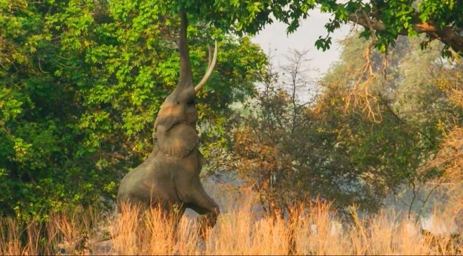 Travel & Wildlife Videos: “The Plains Of Zimbabwe”